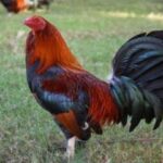 Hombre mata a otro tras discusión por un gallo de pelea en San Pedro de Macorís