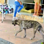 200 mordeduras de perros en Santiago